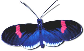 butterfly-3.gif